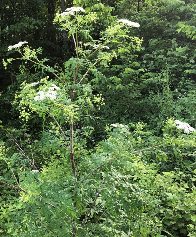 Poison hemlock 