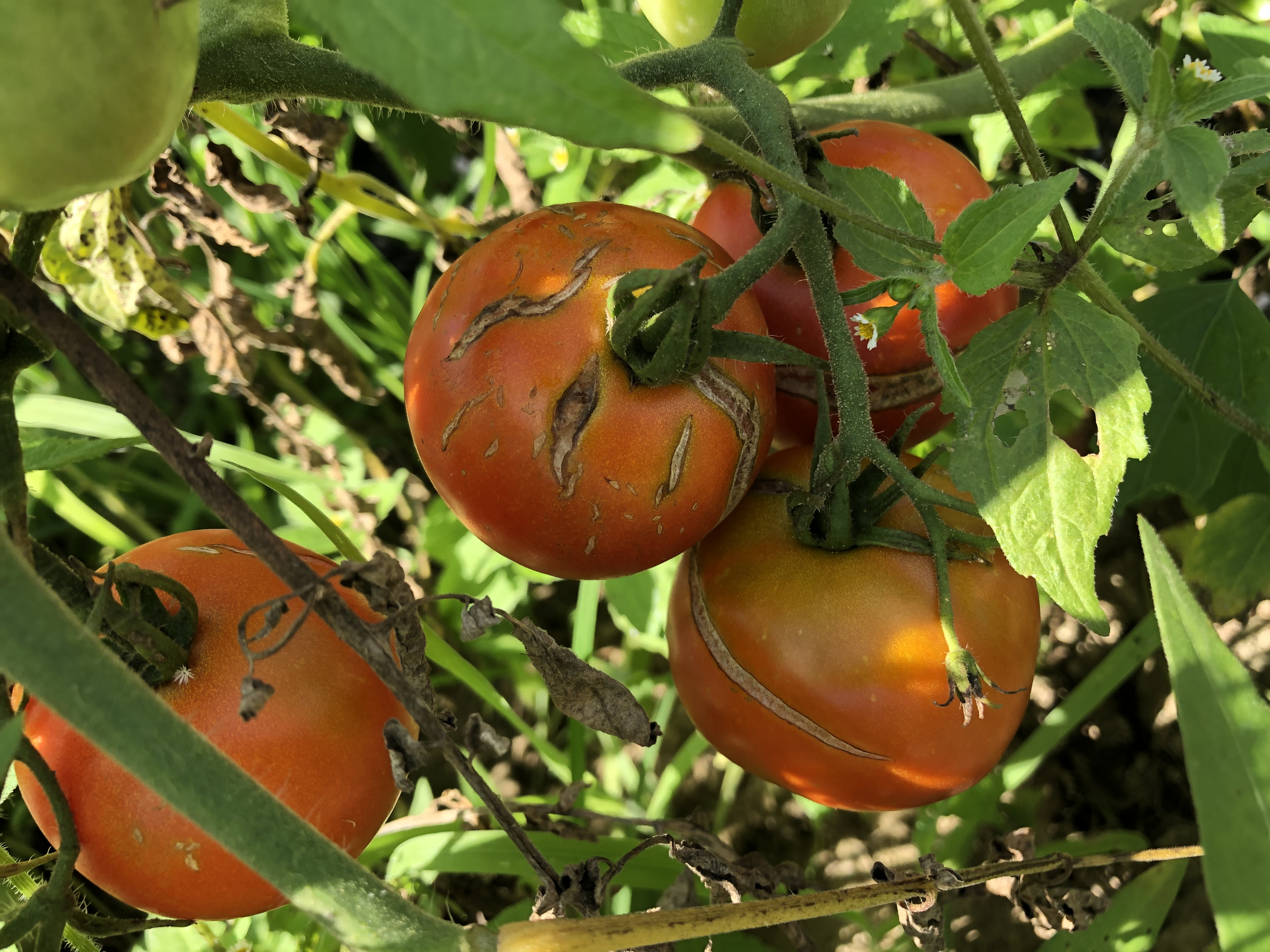 Tomatoes with damage on them 