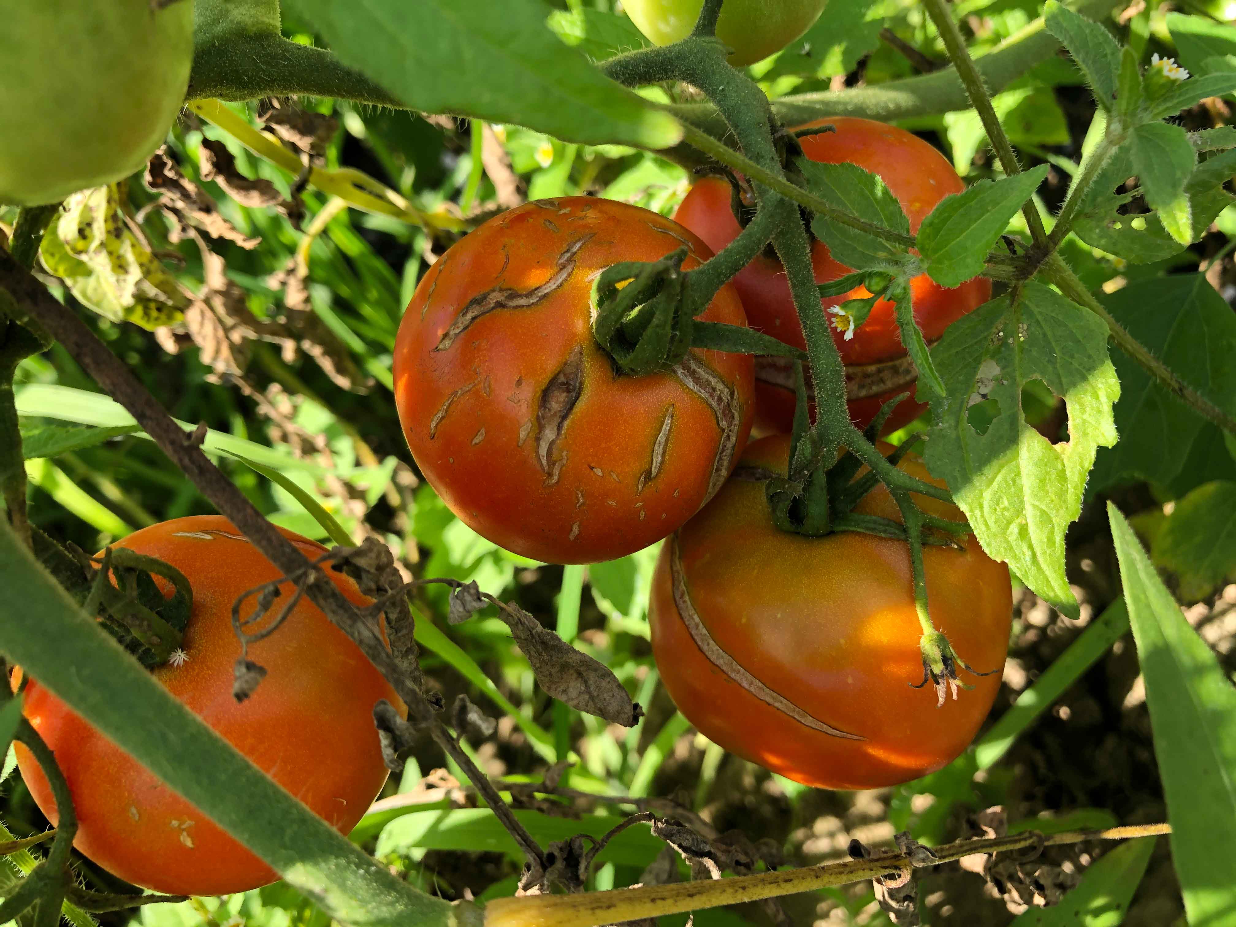 Being Hopeful For A Bountiful Tomato Harvest