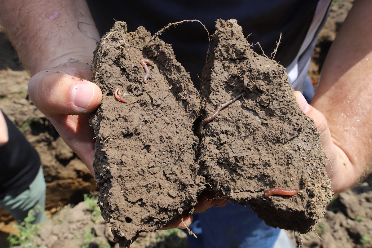 Clumps of soil containing earthworms being held up for the camera