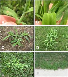 crabgrass.jpg