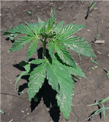 Hemp plant