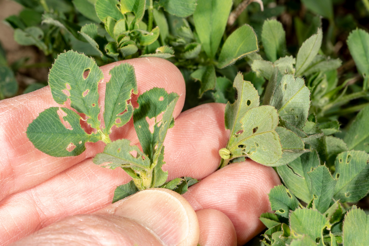 alfalfa weevil tip feeding