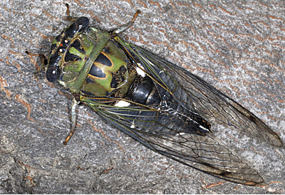 annual cicada