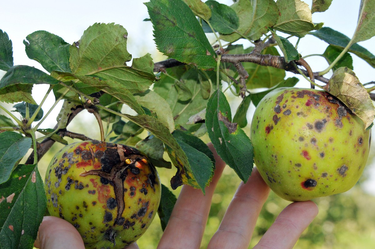 apples severely affected by apple scab
