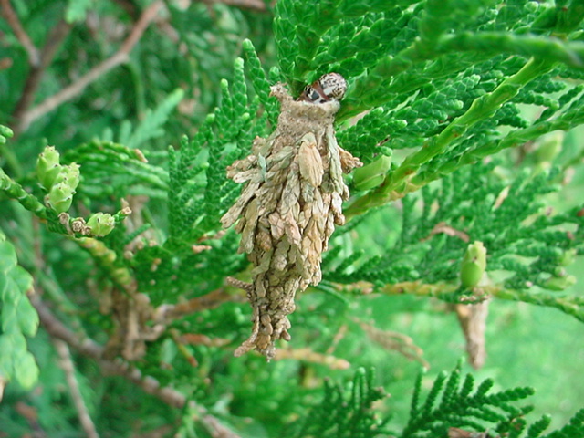 bagworm