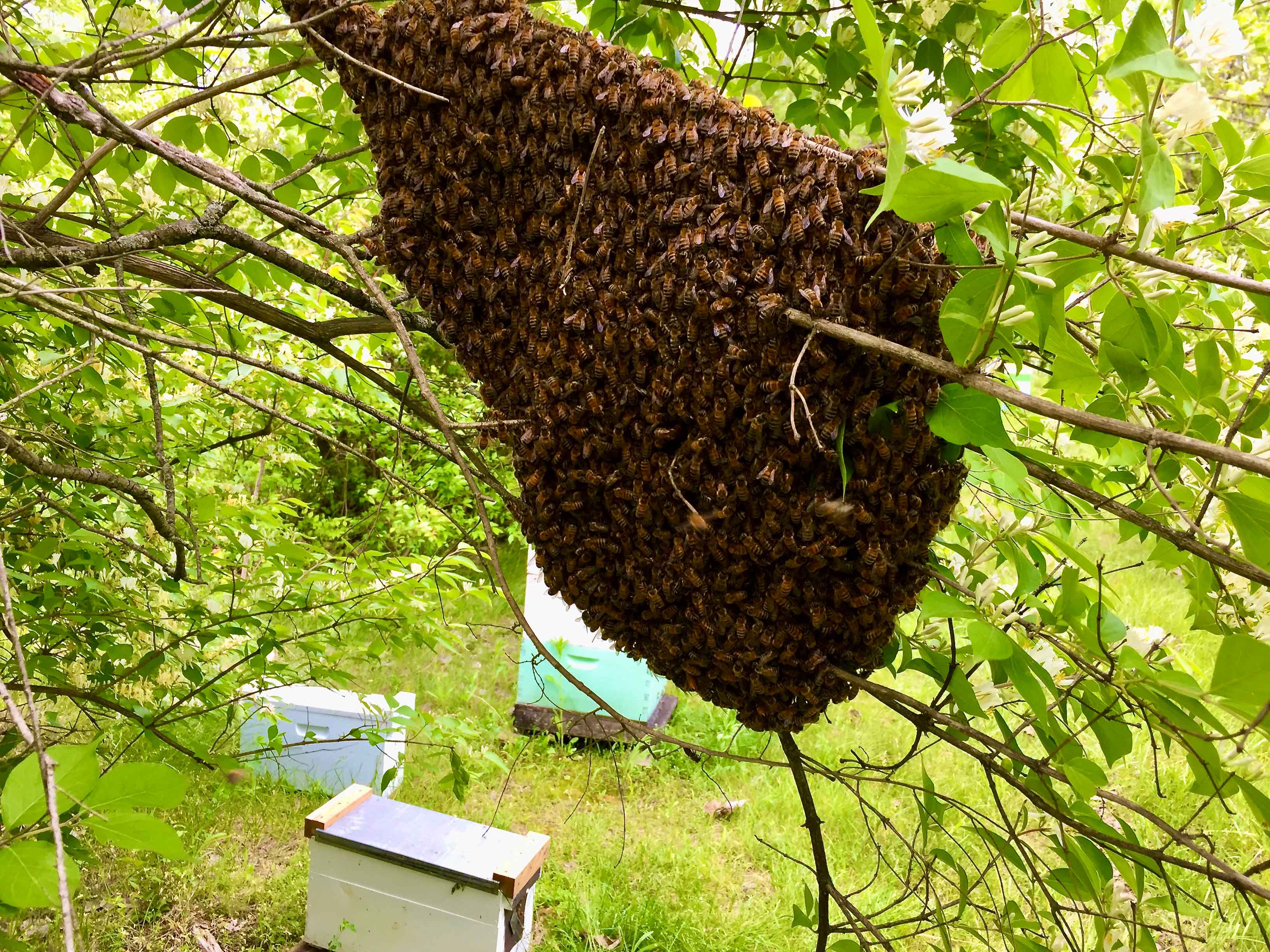 honey bee swarm