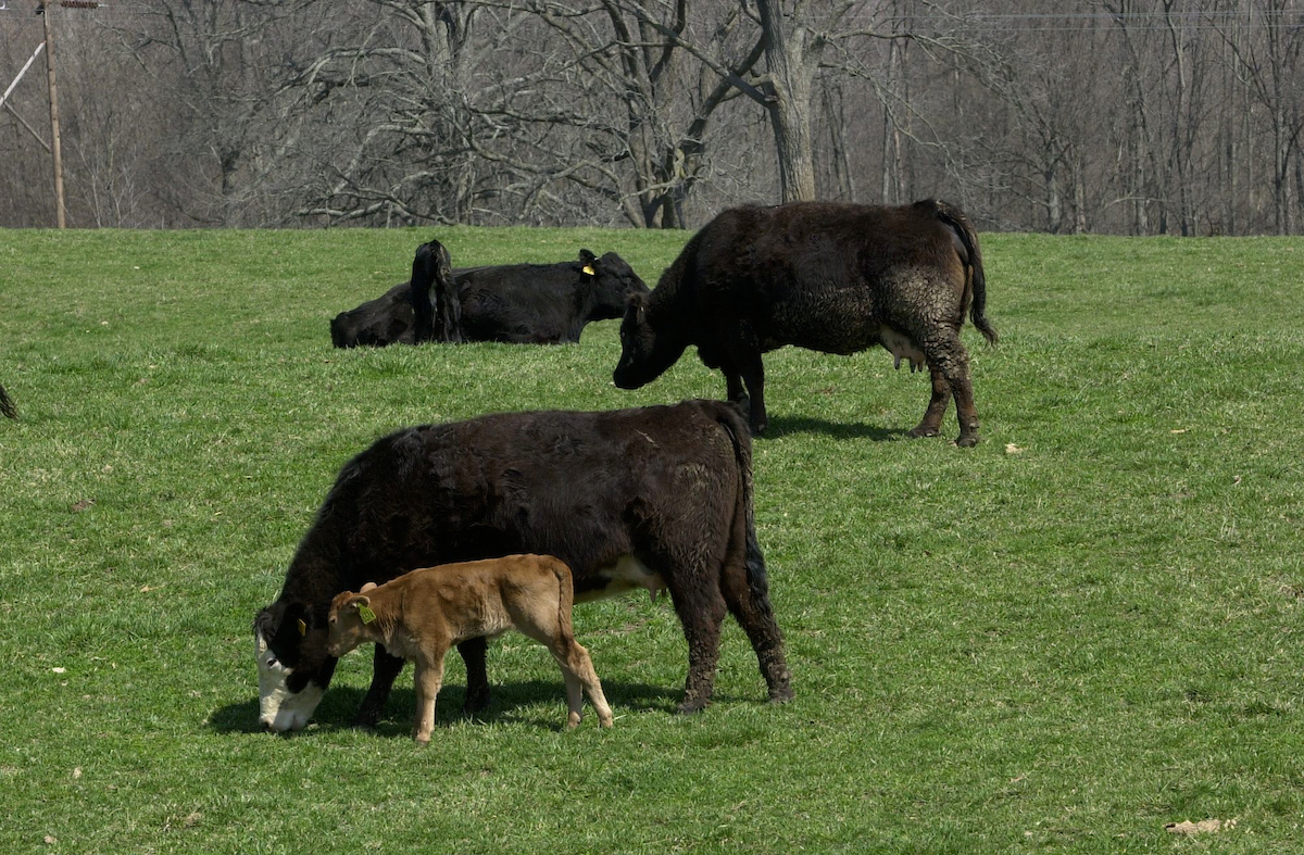 beef in pasture