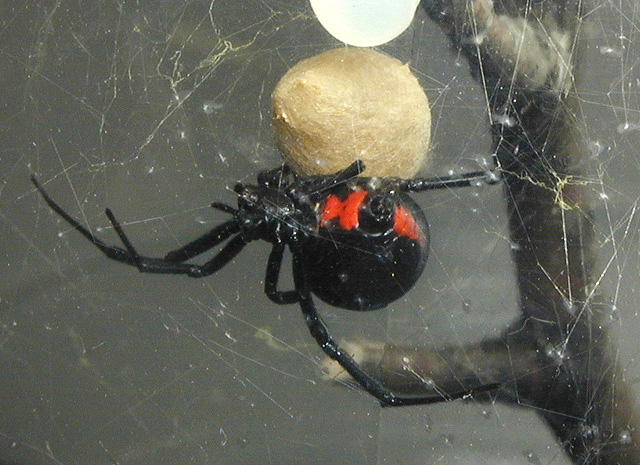 black widow spider