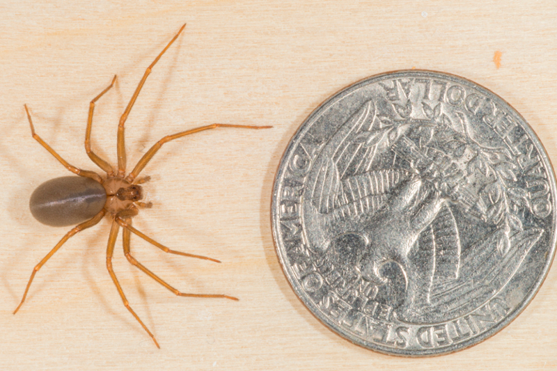 brown recluse spider next to quarter