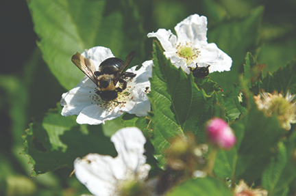 Bumblebee on blackberry