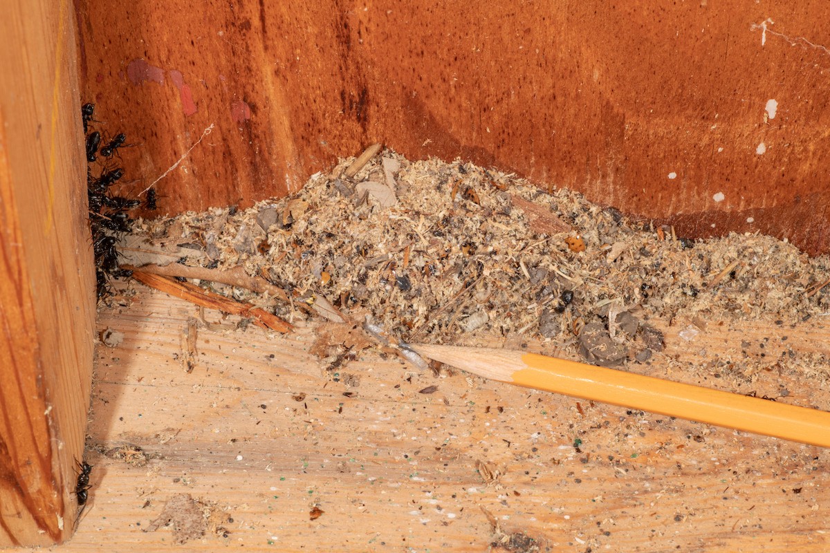 Carpenter ant damage