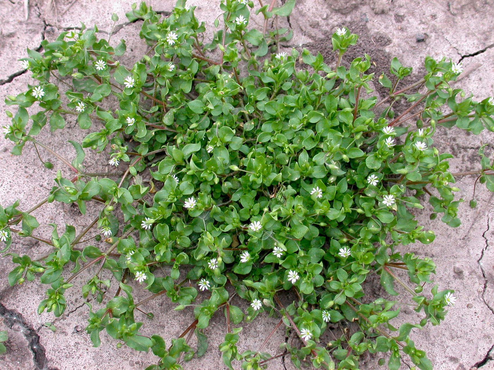 chickweed