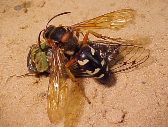 cicada killer and annual cicada