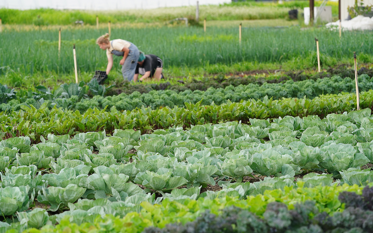 commercial vegetable field