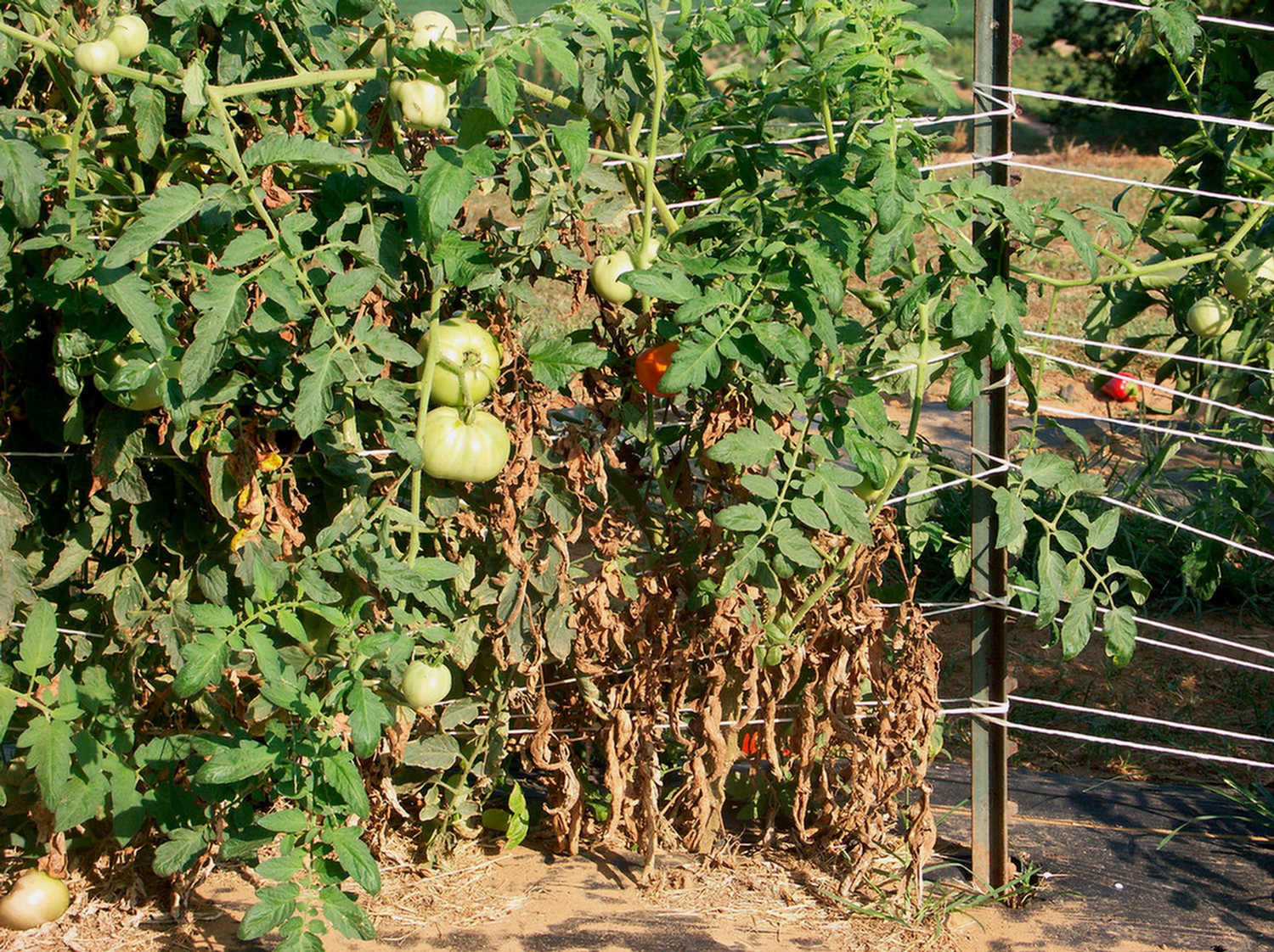 early blight on tomato
