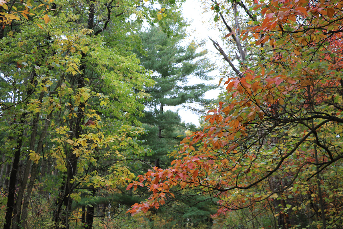 fall leaf color in trees