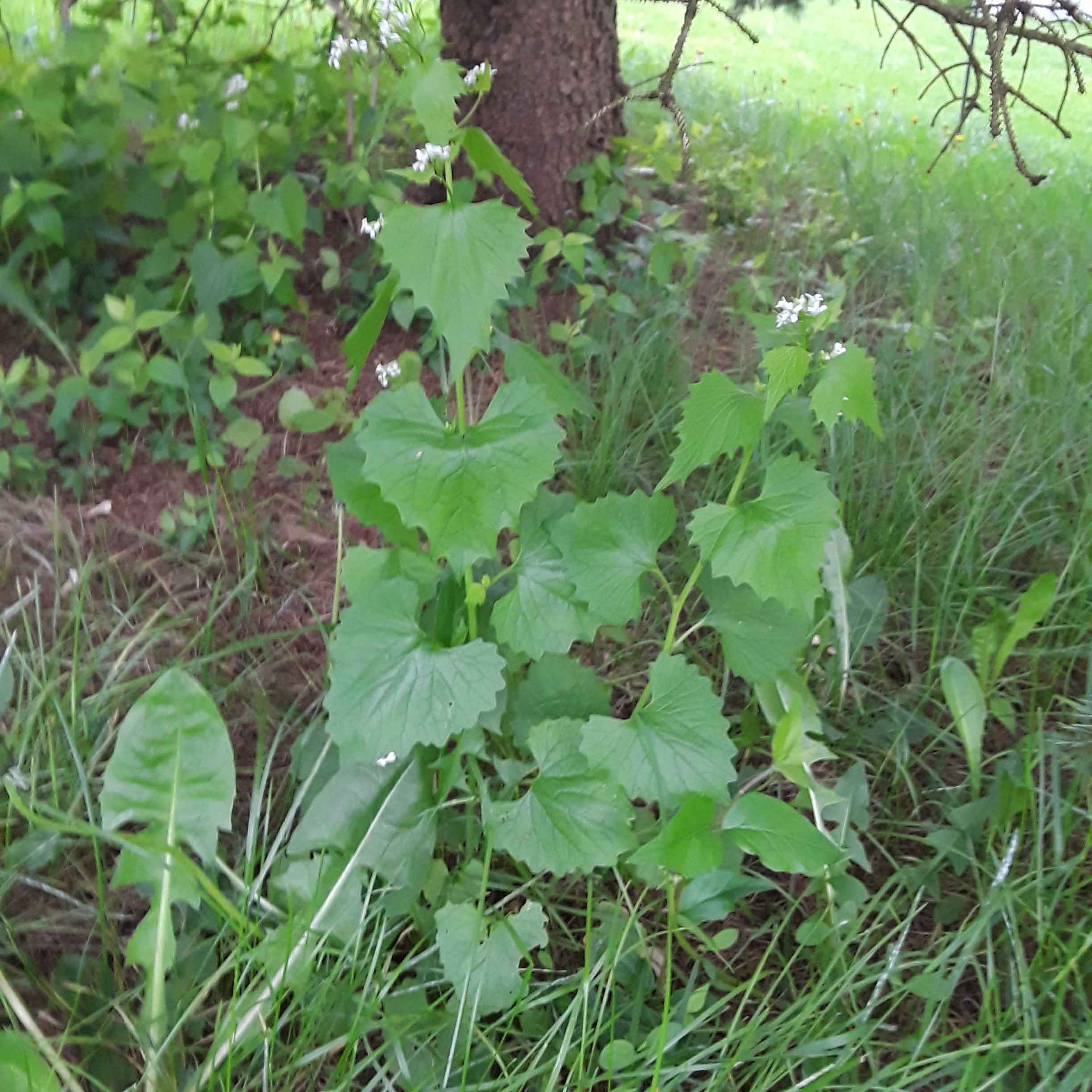 garlic mustard