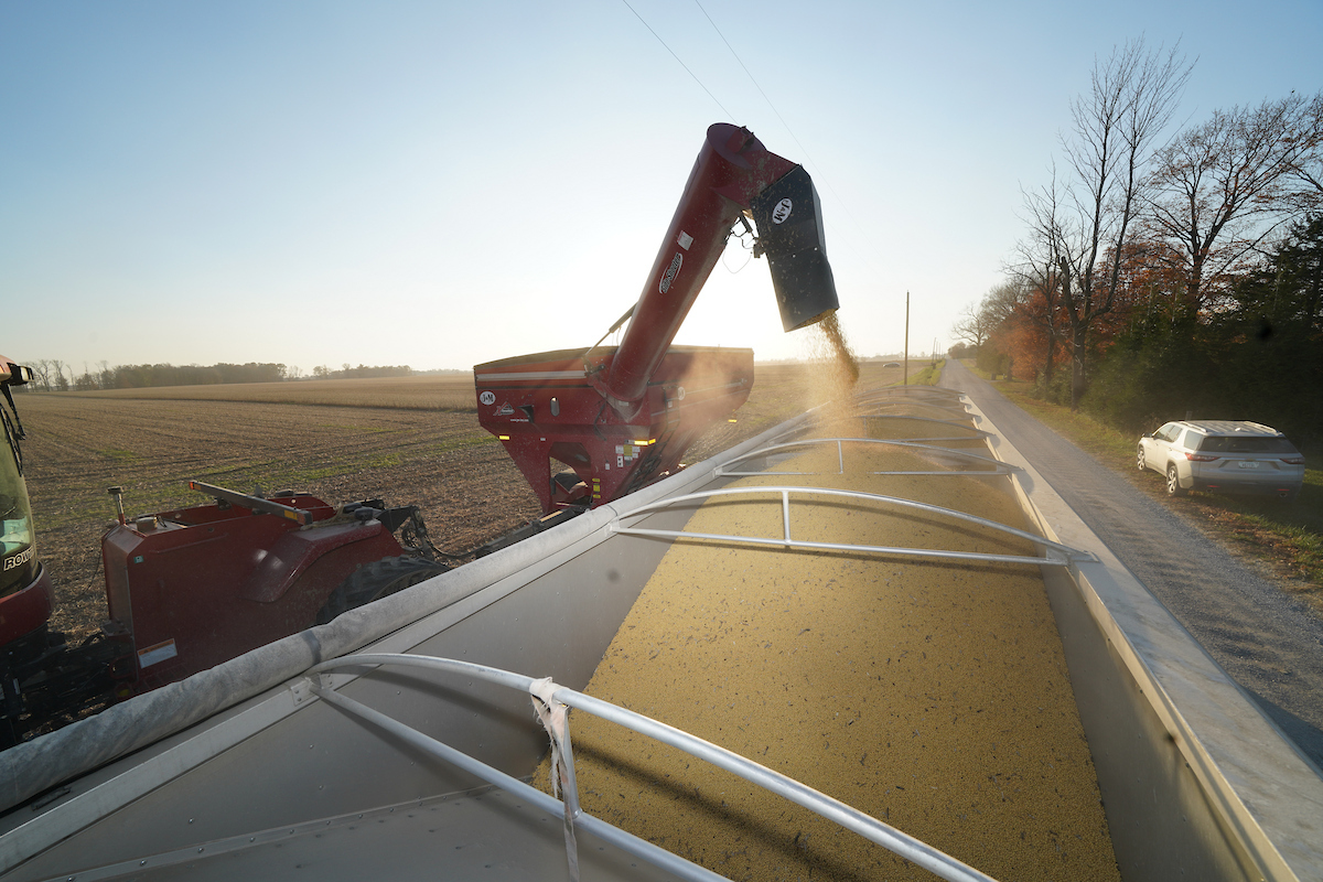 soybean harvest unloading into semi