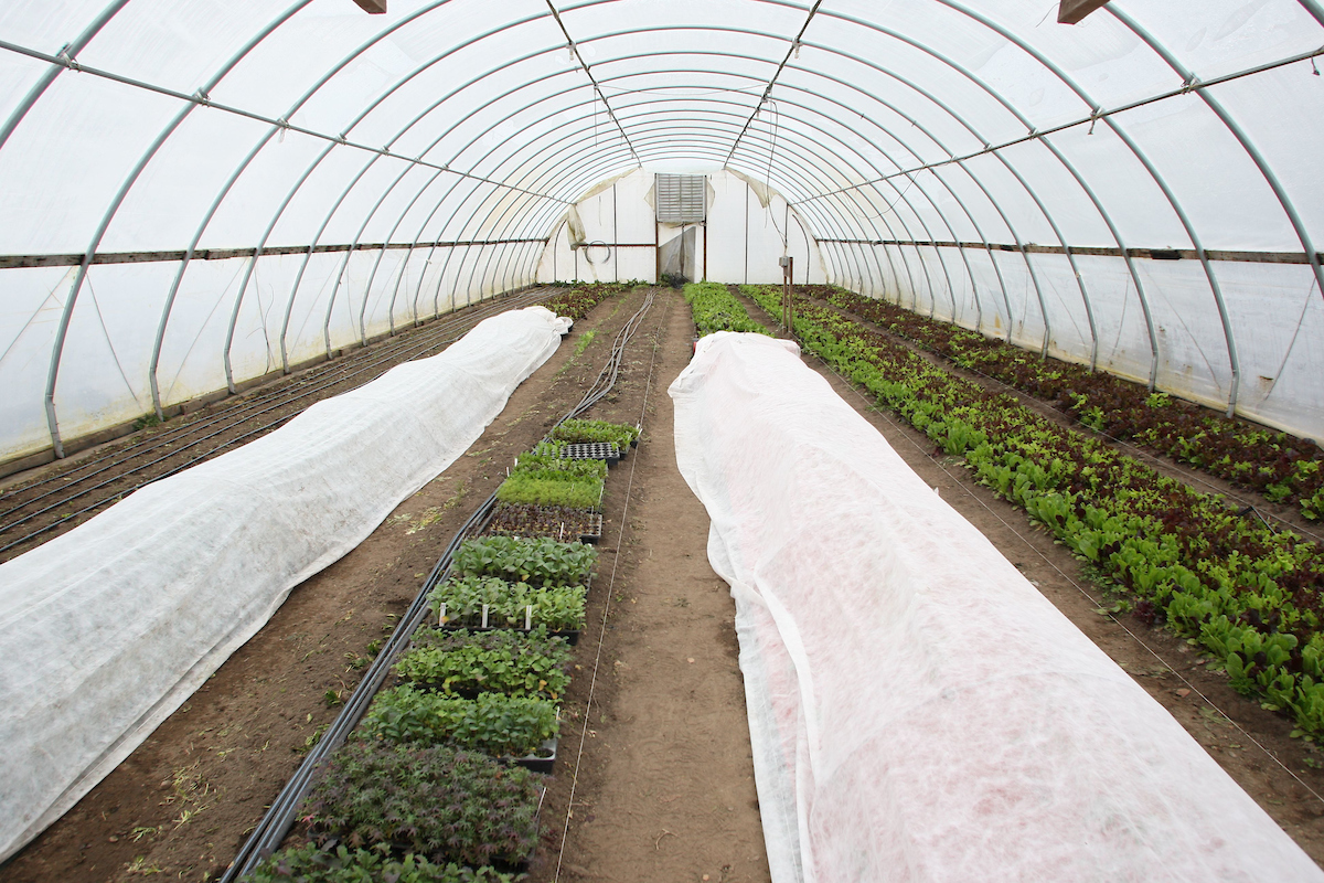 high tunnel with row covers over vegetables