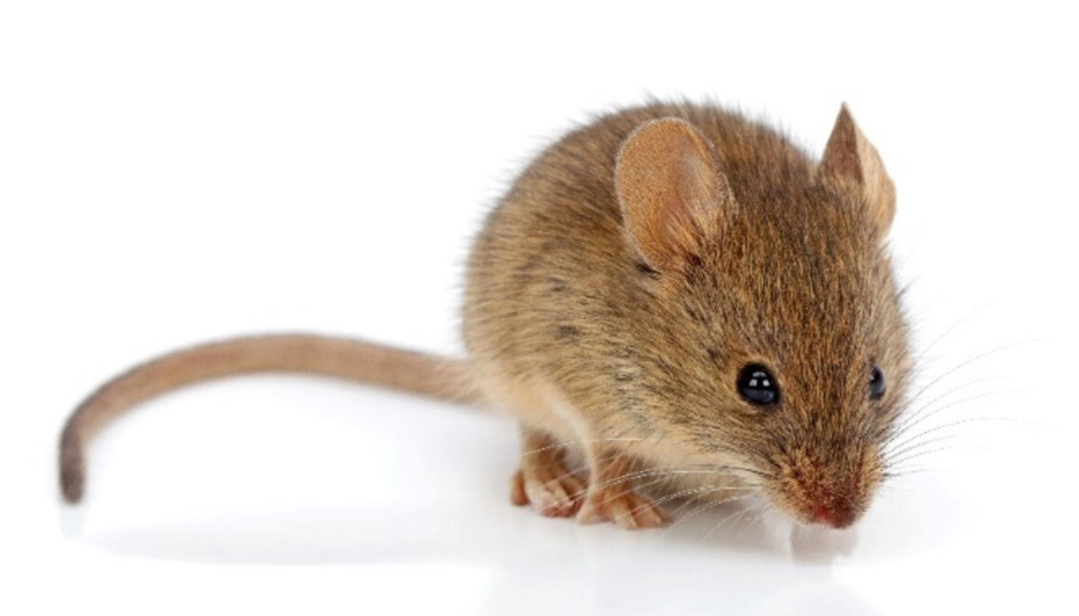 Brown Mute Anthropomorphic House Mouse At Nathan Ronk Blog
