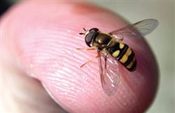 hoverFly.jpg