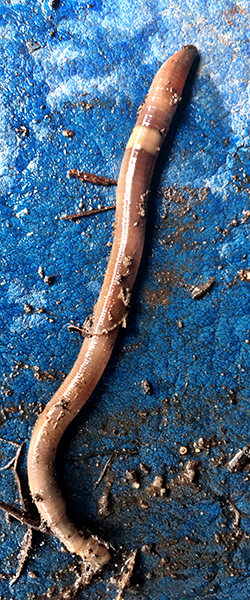 Invasive jumping worms can change their world