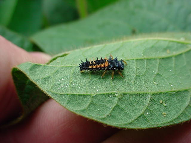 Lady beetle larva