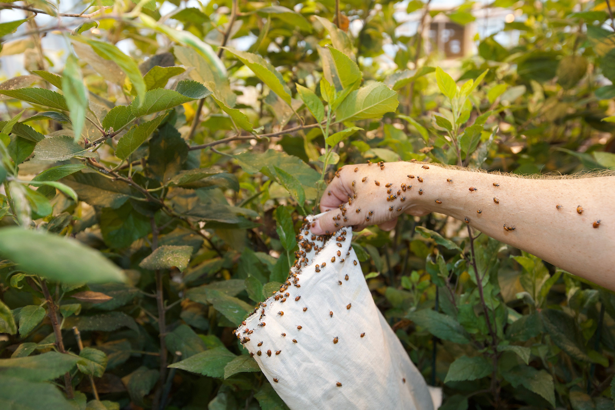 Lady beetle release in greenhouse
