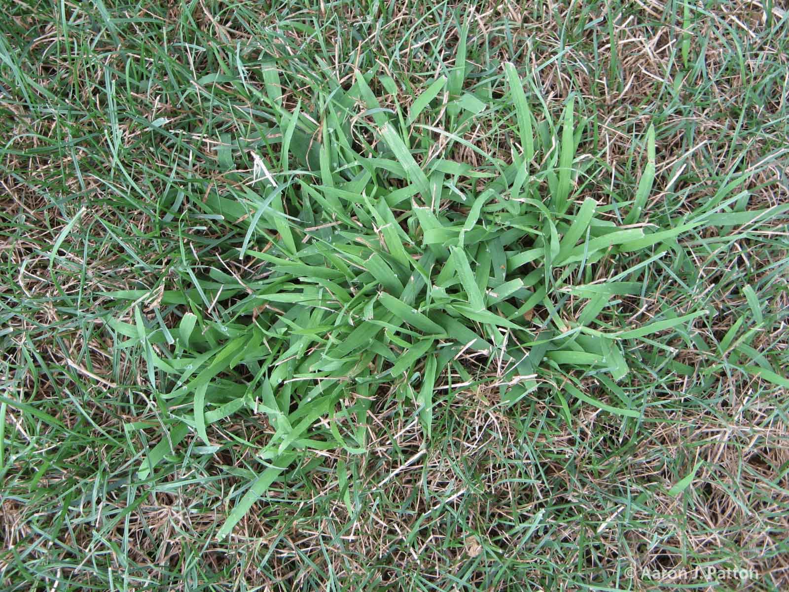 large crabgrass in lawn