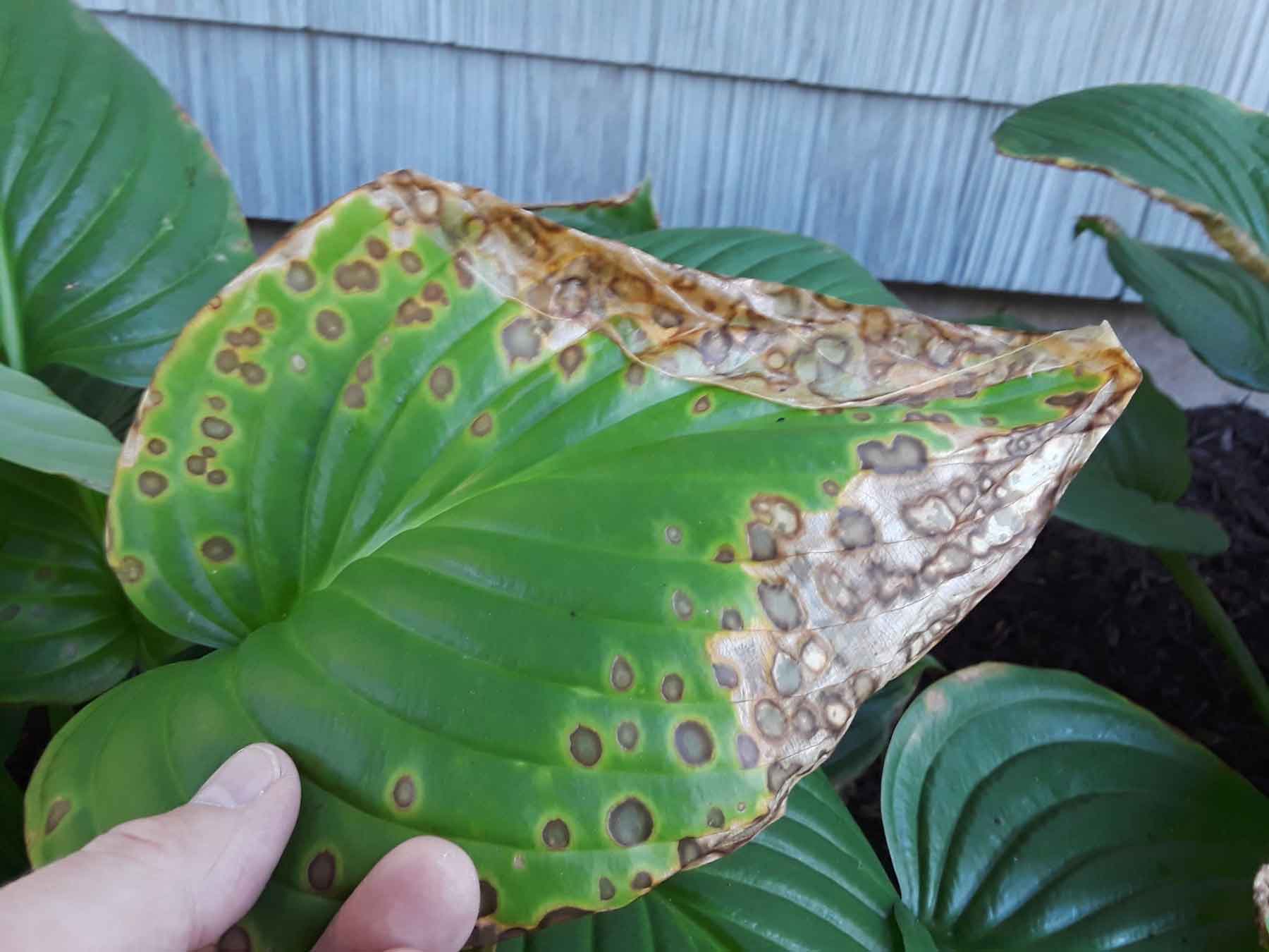 leaf exhibiting leaf spots and necrosis