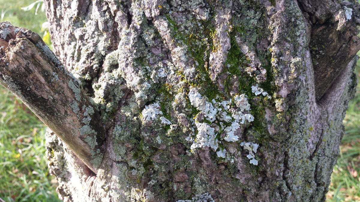 lichen moss on tree trunk