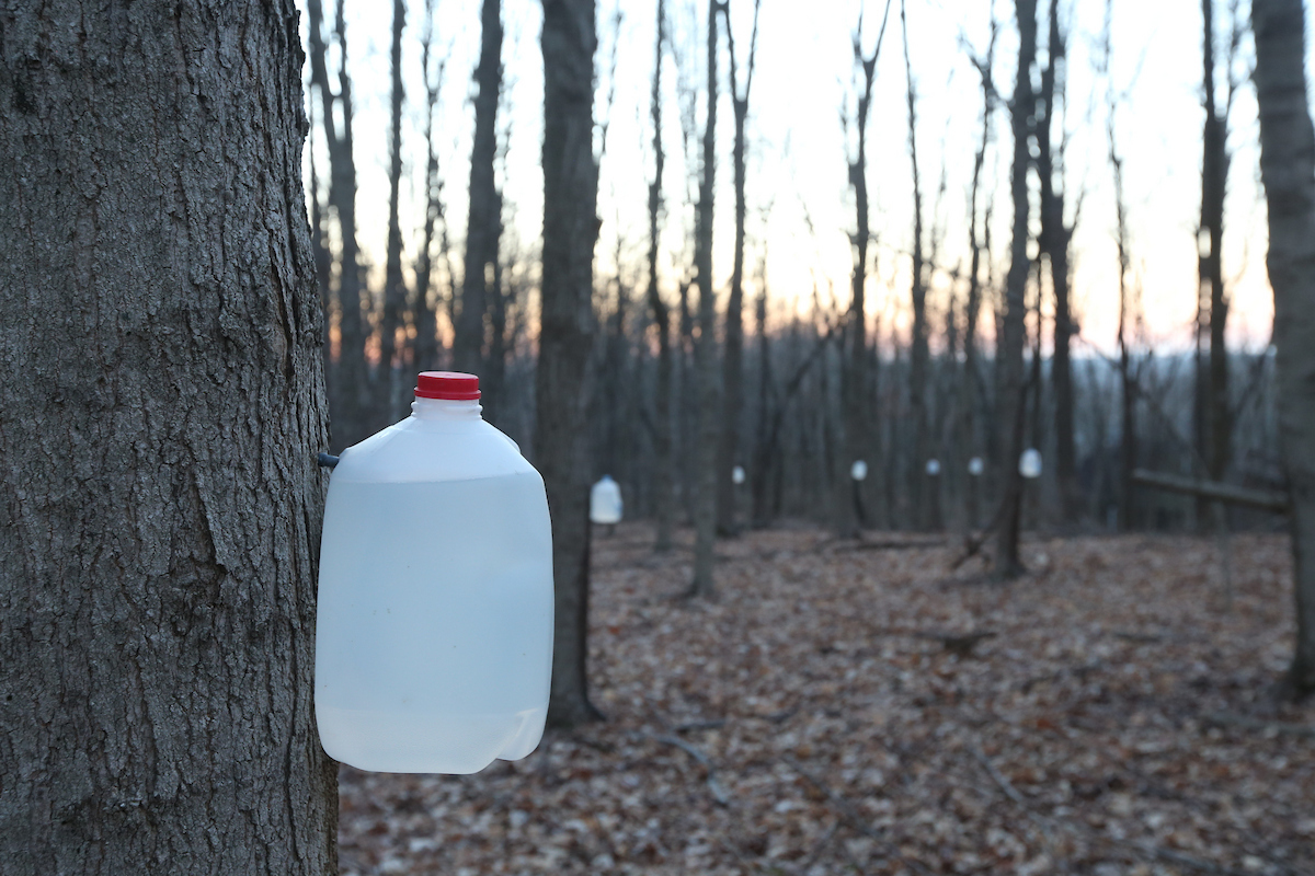 Maple sap collection