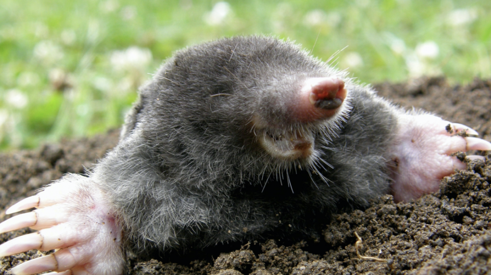 Eastern mole; Photo: Mississippi State Extension