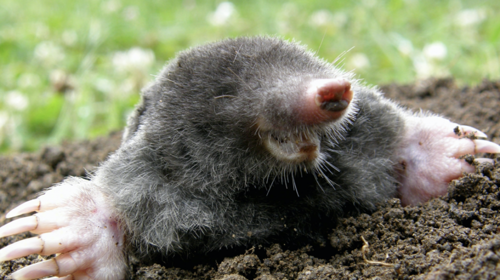 eastern mole