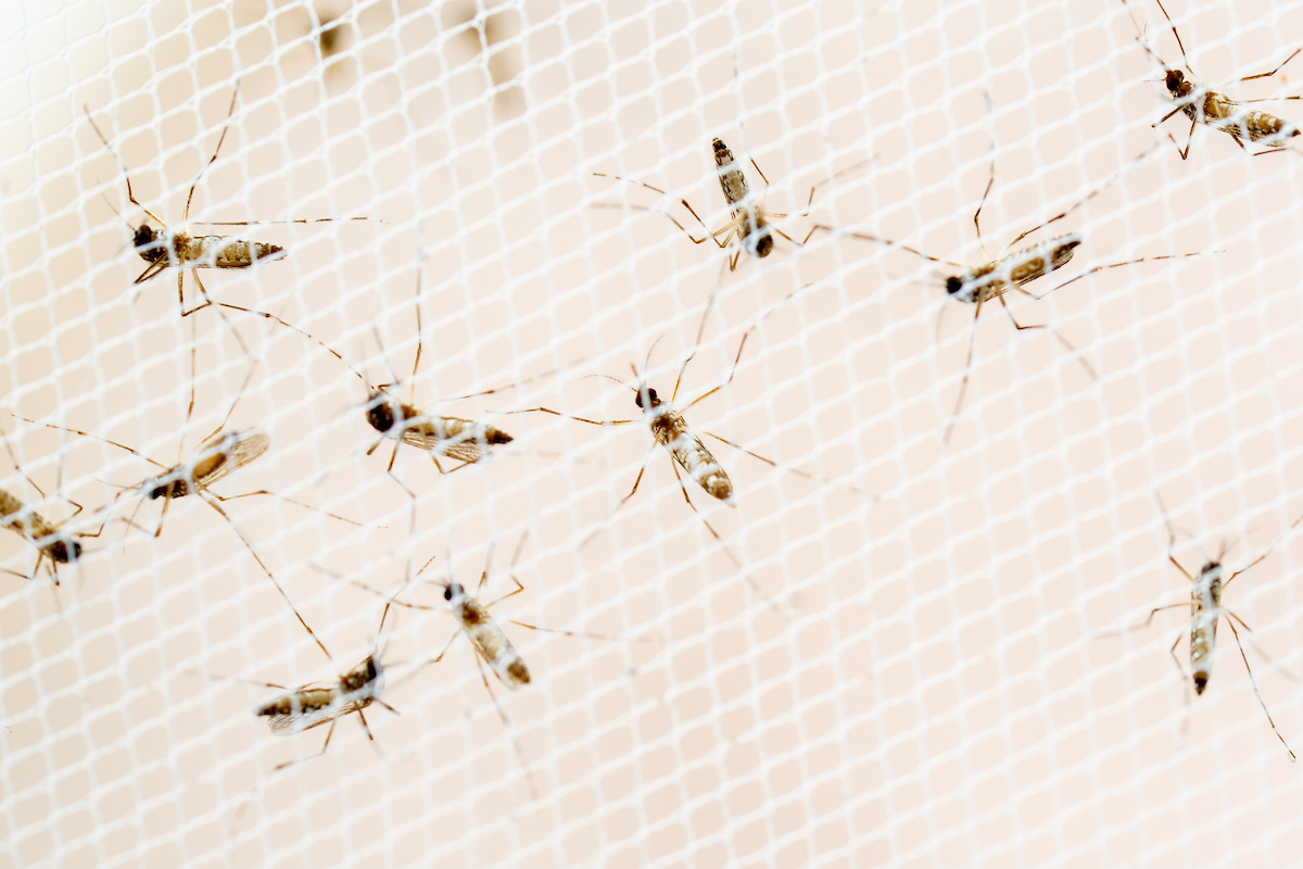 mosquitoes