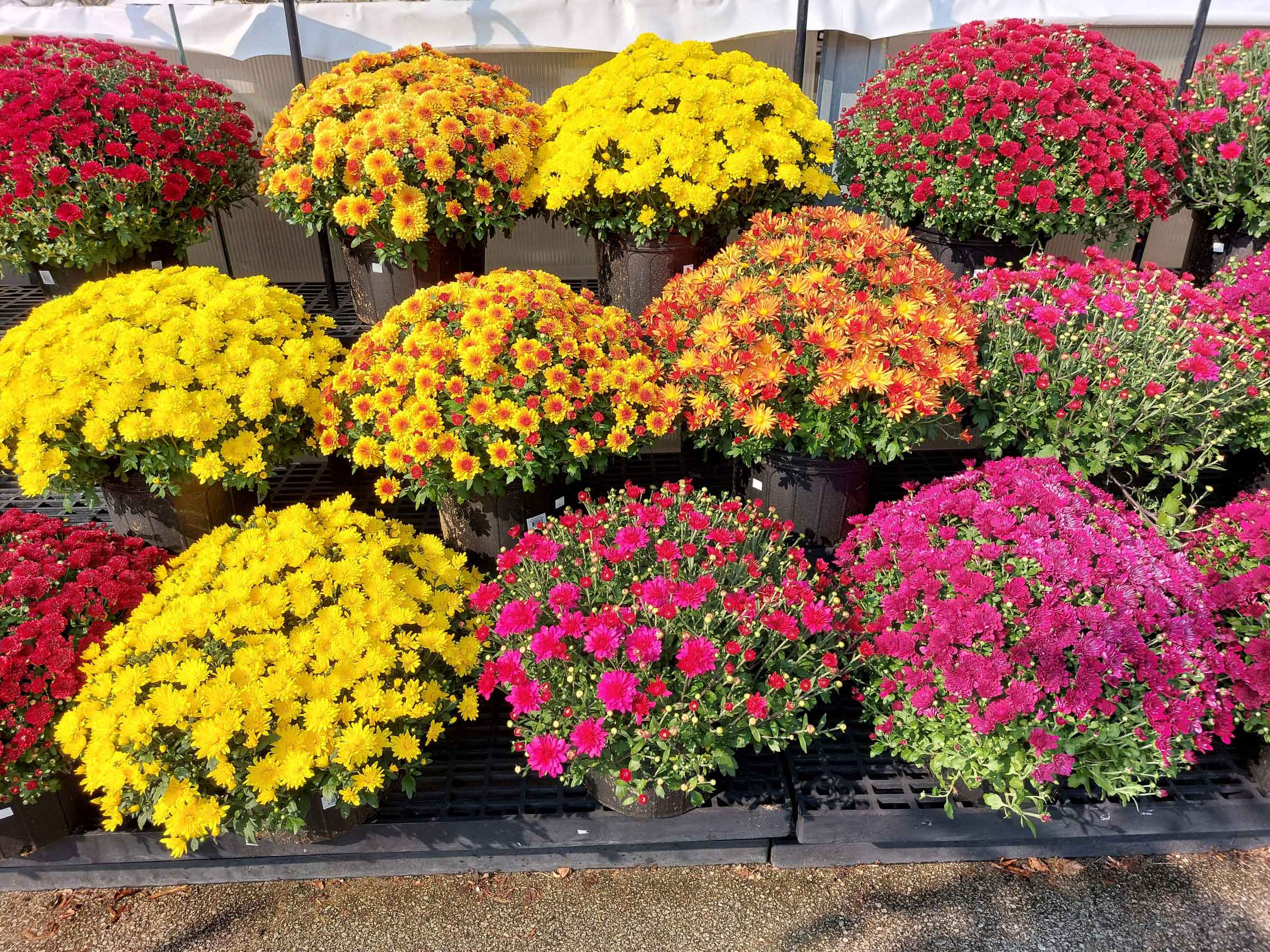 mums of varying color