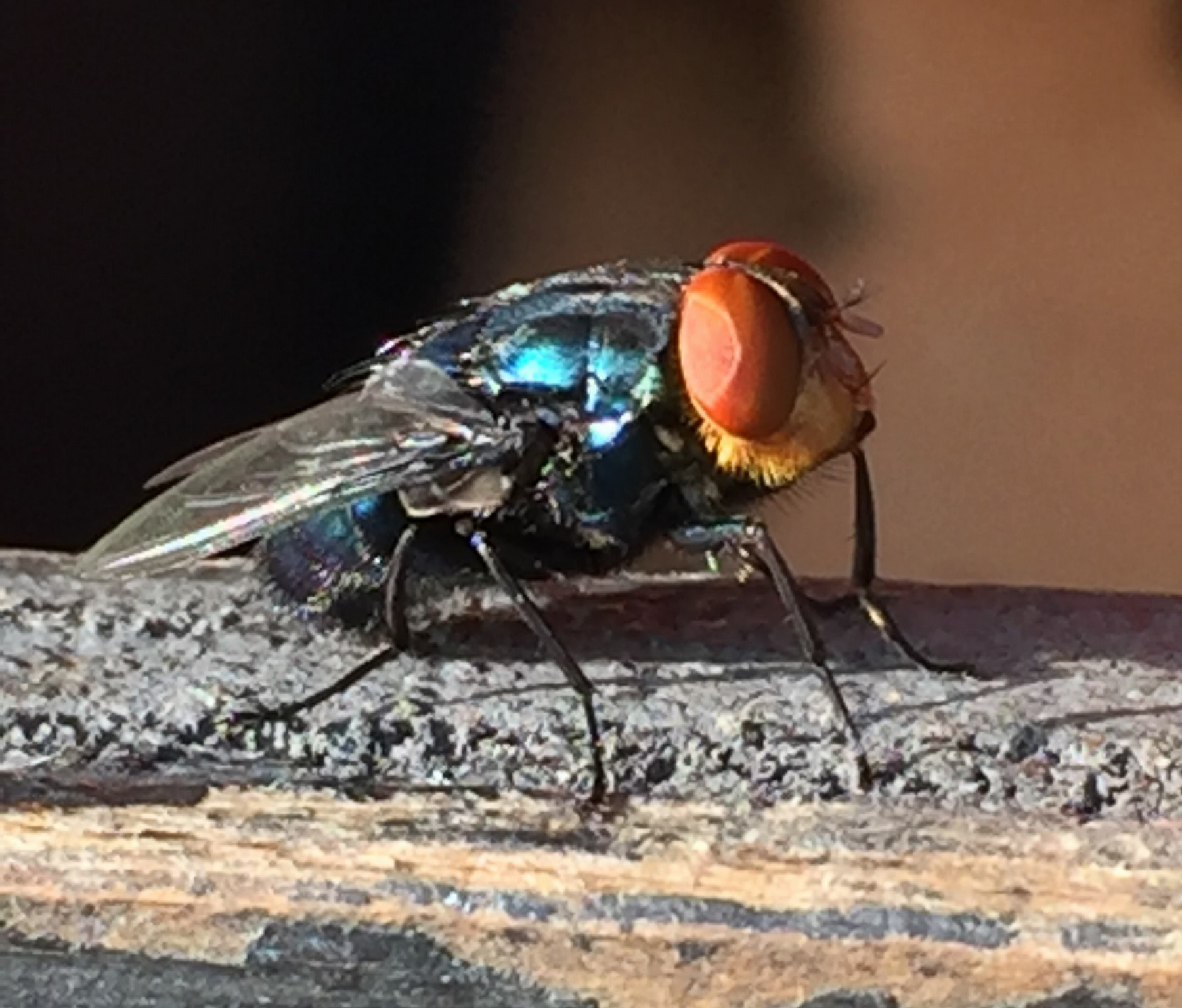 New World Screwworm Fly