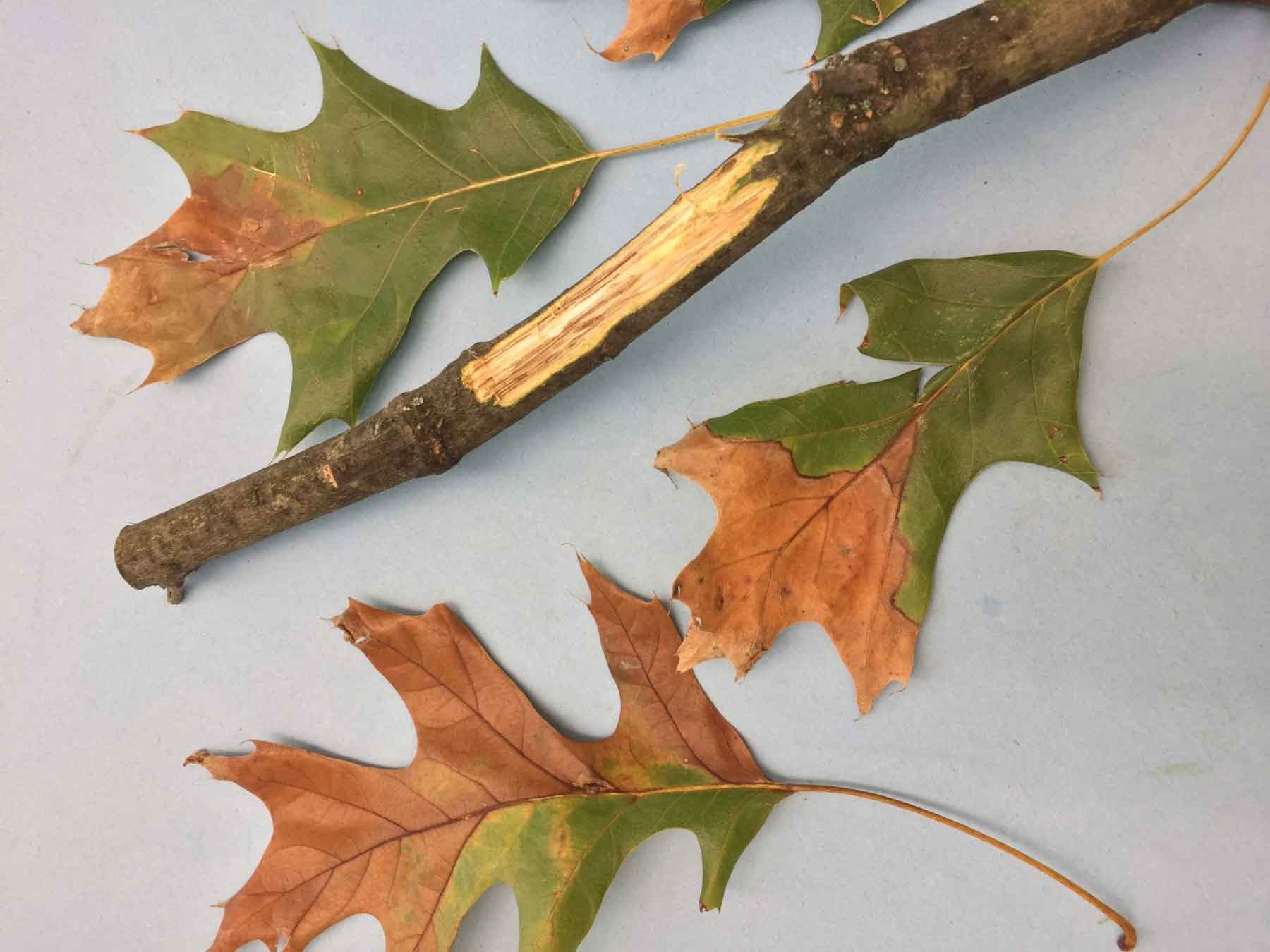 oak wilt symptoms in branch and leaves