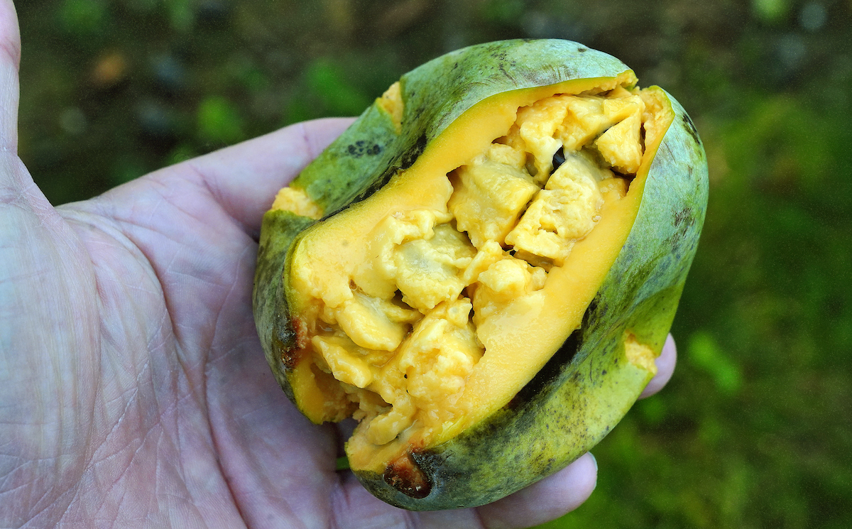 pawpaw fruit cut open