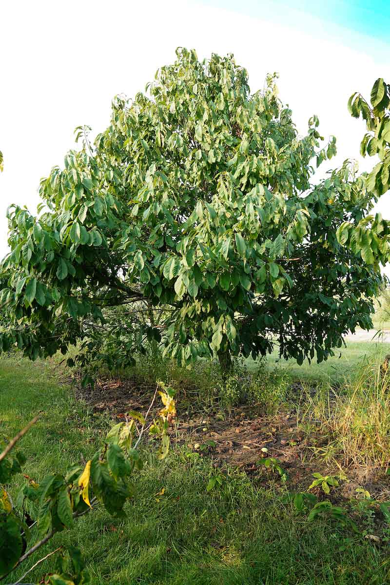 pawpaw tree