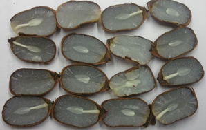 Persimmon-seeds