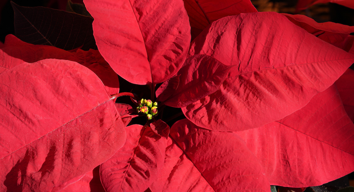 poinsettia