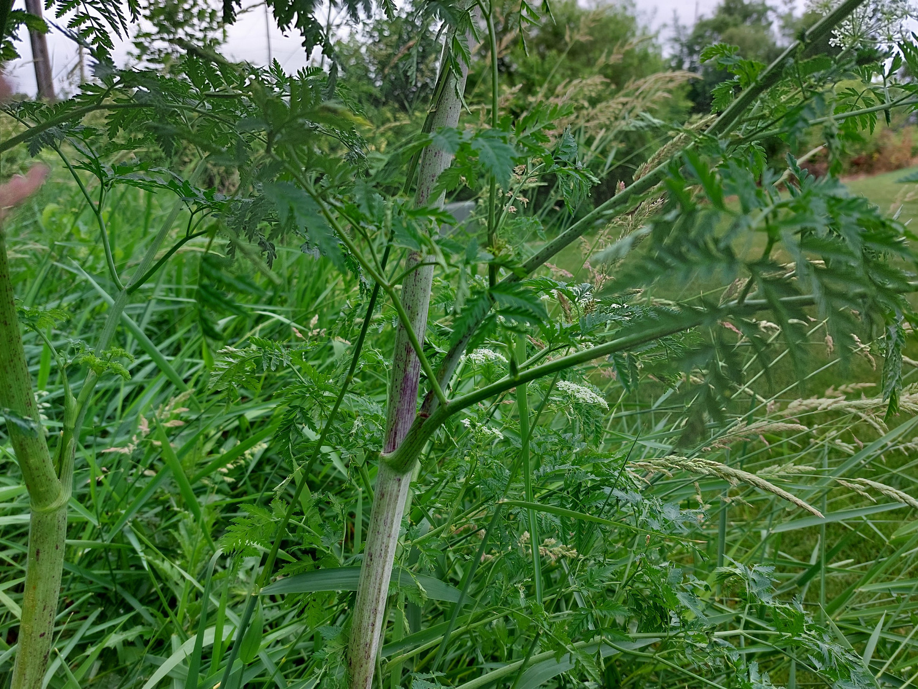 poison hemlock stem with purple blotching