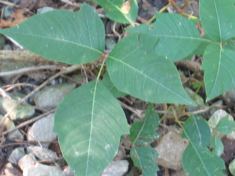 poison ivy