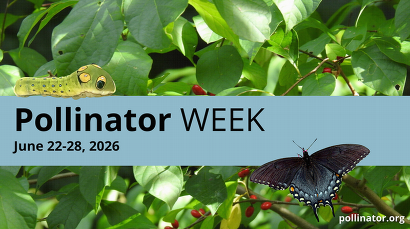 pollinator week