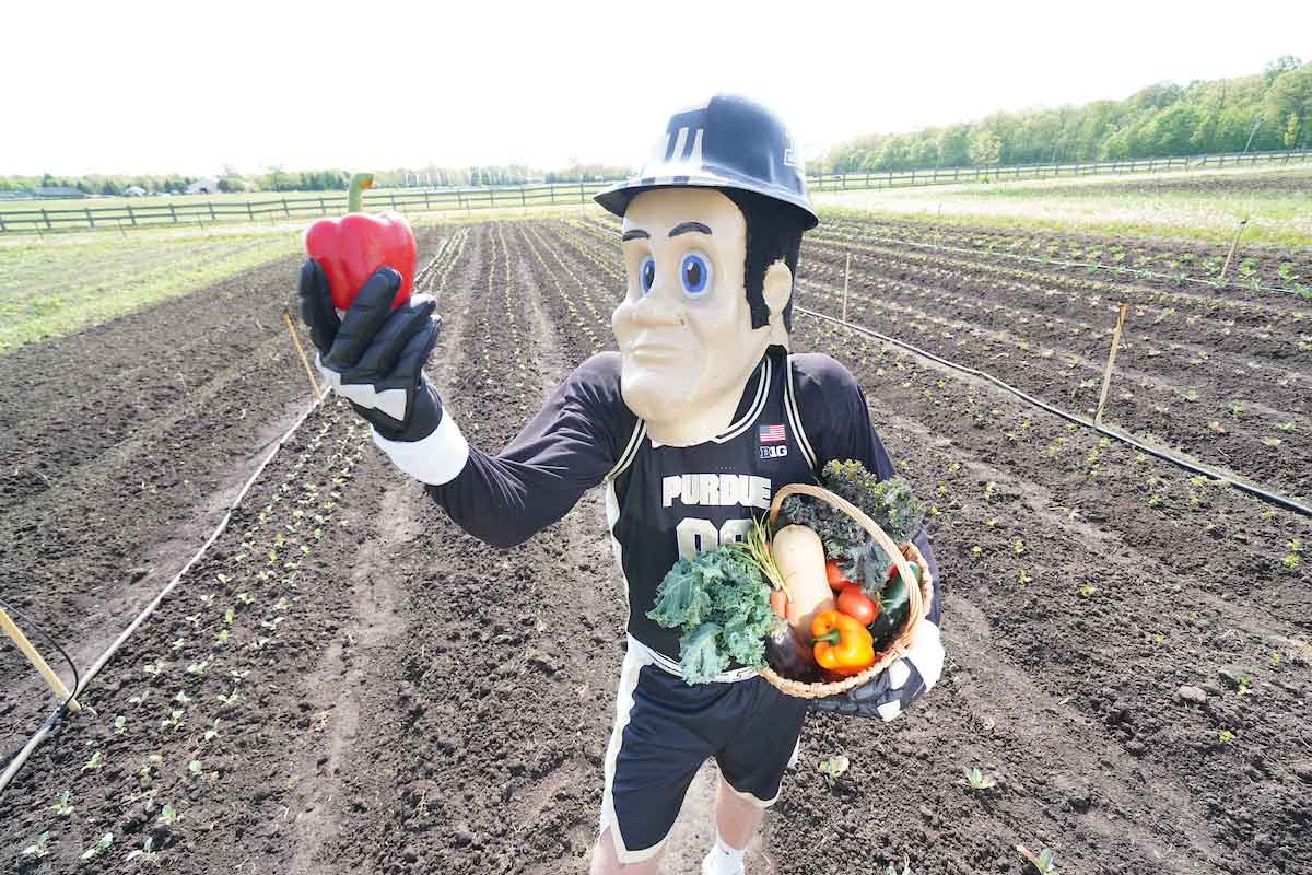 Purdue Pete with vegetables