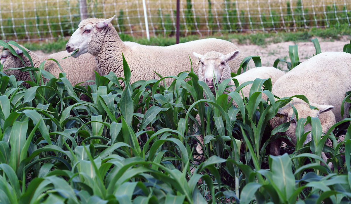 Sheep grazing sorghum