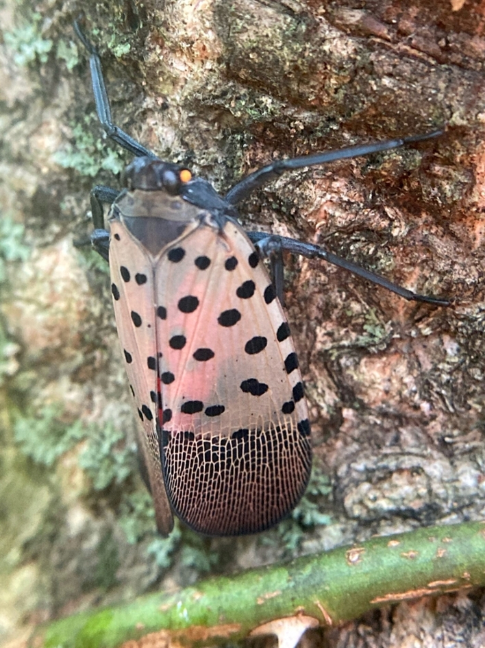 Spotted lanternfly adult