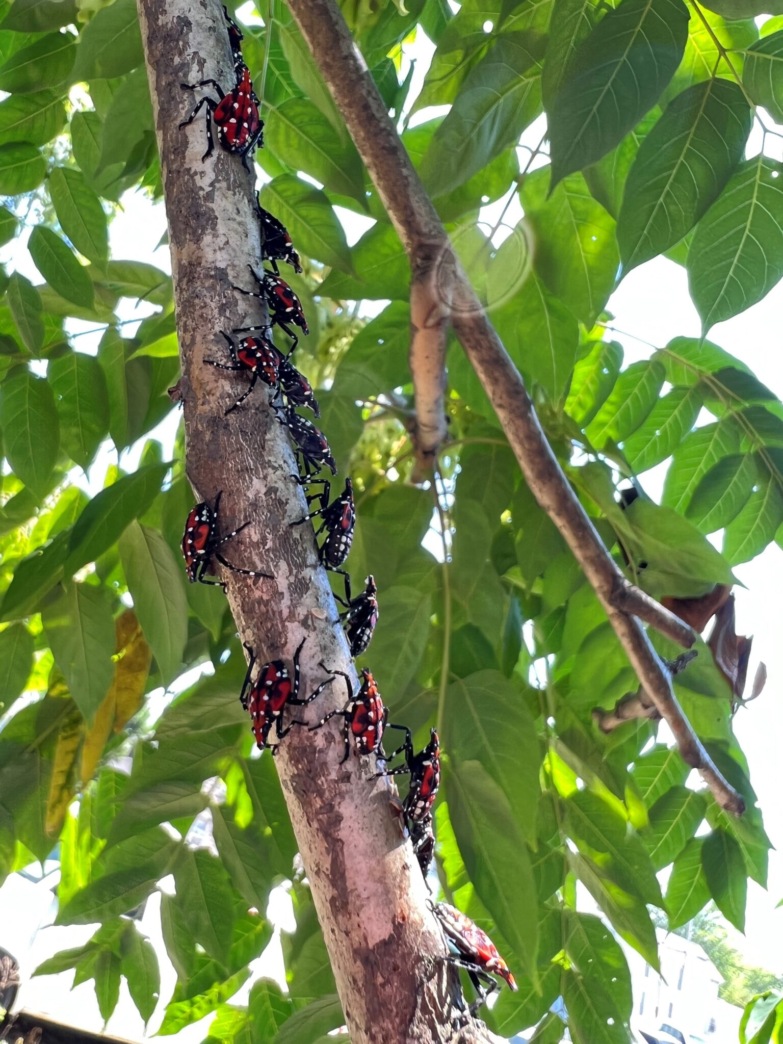 Spotted lanternfly 4th instar nymphs